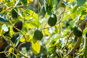 Bunch of fresh avocados ripening on an avocado tree branch in sunny garden in Peru