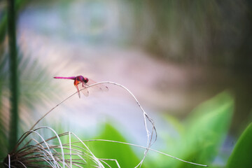 Dragonfly and morning light
