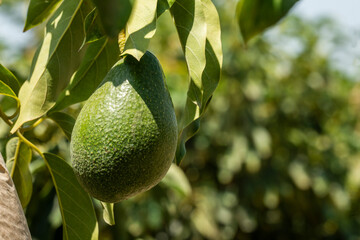 Bunch of fresh avocados ripening on an avocado tree branch in sunny garden in Peru