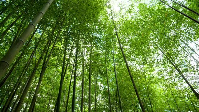 bamboo forest
