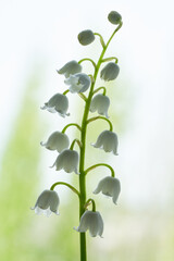 lily of the valley flower growing on white background