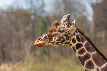 Giraffe head and neck. In the background are trees.