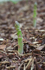 Organic Asparagus Growing in Organic Garden Close Up