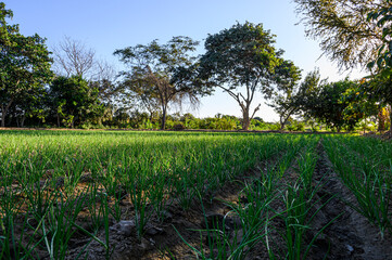 Field green onion field in Peru