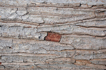 The background of the tree bark with an unusual pattern.