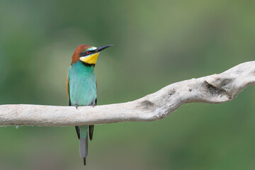 Beautiful portrait of Bee eater bird (Merops apiaster)