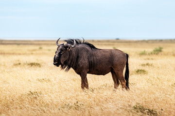 Large african antelope Gnu walking in yellow dry grass