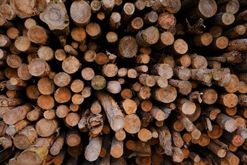 Fototapeta premium Wooden cuts background. timber and wood. Stacked timber logs.Tree trunks background. Tree cuts close-up. biomass.Rustic wallpaper