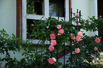 Fototapeta na wymiar ５月に咲くバラ、稲城市｜窓際を彩るバラの花に心が癒されます