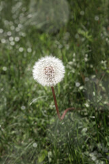 Beautiful dandelion detail isolated on green background