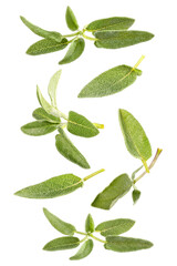 Flying fresh leaves and twigs of sage on white background