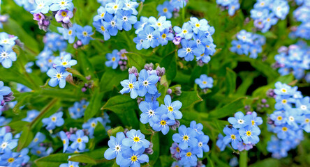 Spring forget-me-nots on a spring day in a meadow