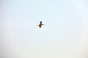 Birds flying in the sky, North China