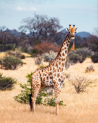 Young giraffe walking in african bush