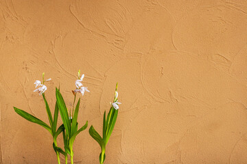 茶色い壁と3本の白い花