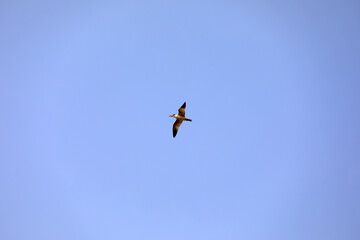 Birds flying in the sky, North China