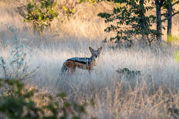 Black-backed jackal in african bysh
