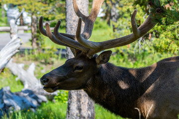 A large Bull Elk in Yellowstone National Park, Wyoming