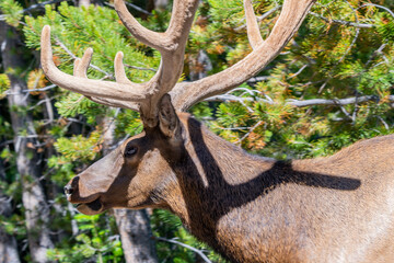 A large Bull Elk in Yellowstone National Park, Wyoming