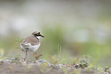 Wonderful portrait of isolated little ringed plover (Charadrius dubius)
