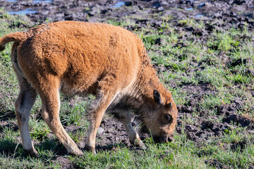Red Dogs in the field of Yellowstone National Park, Wyoming