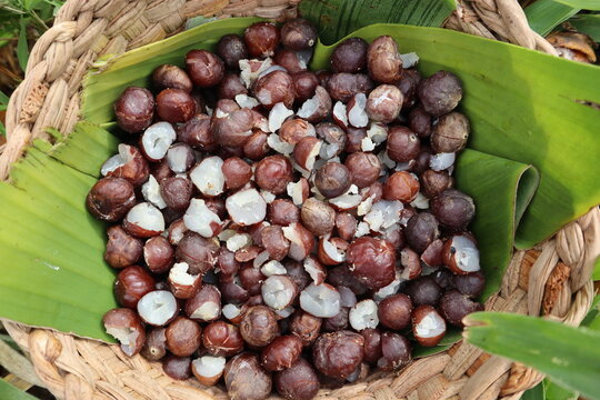 Mbokaja nuts from paraguay in a basket, paraguayan indigena nuts with a lot of proteins, indiginal super food full of protein from latin america