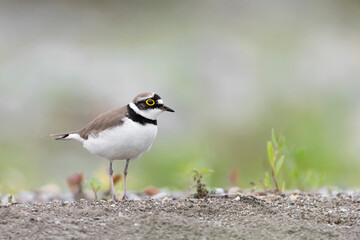 Portrait of little ringed plover on the beach (Charadrius dubius)
