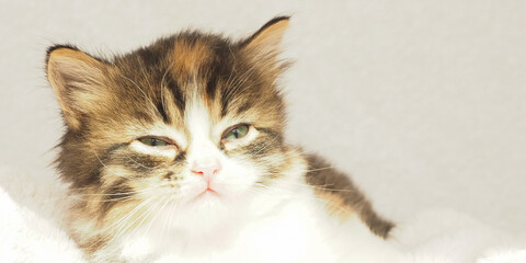 banner cute fluffy kitten lies squinting eyes. copy space..