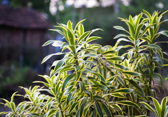 Dracaena Reflexa song of India, an indoor plant with colored leaves and irregular stems. Also used as an ornamental plant.