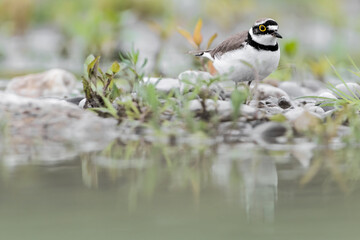 Little ringed plover on the riverbank (Charadrius dubius)