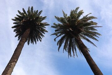 Two huge palm trees in the blue sky, Palm leaves with an blue background, Mbokaya palm with a lot...