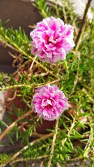 Portulaca grandiflora Pink and White