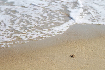 sea and a little crab