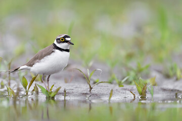 Isolated little ringed plover on the riverbank (Charadrius dubius) 
