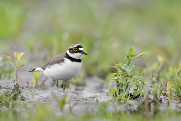 The little ringed plover looking for food (Charadrius dubius) 