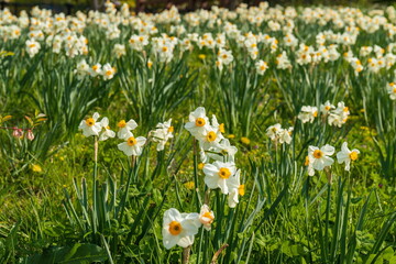 Narcissus flowers in the park , Zentsuji city, Kagawa, Shikoku, Japan	