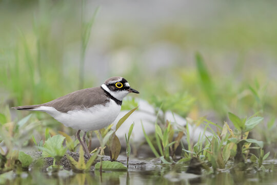 The little ringed plover in its habitat (Charadrius plover)