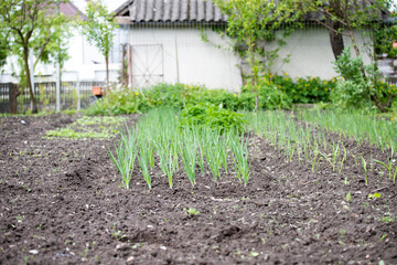 Fototapeta na wymiar Vegetable garden in early spring.