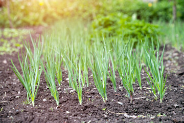 Vegetable garden in early spring.