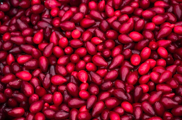 Harvest of bright, red, ripe dogwood tree. Organic and natural berries with water drops for graphic material, wallpaper and background