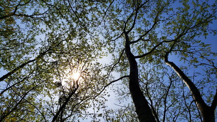 Bäume und Natur in Wien