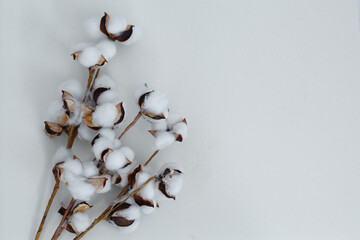 Dry branch of cotton on a light background. Layout for design. Space for text.