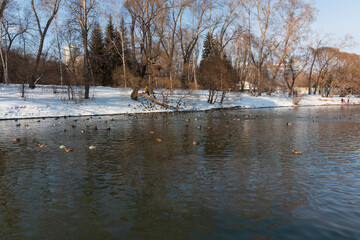 winter pond with ducks in the city