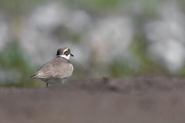Fine art portrait of isolated little ringed plover among the dunes (Charadrius dubius)

