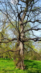 Bäume und Natur in Wien