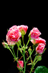 beautiful rose on a black background