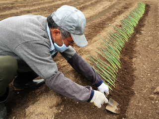 ネギの苗を植え付ける男性