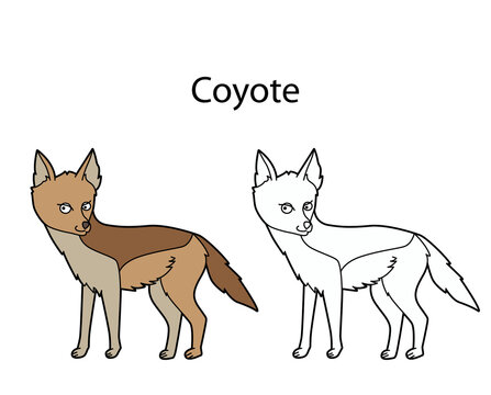 Funny cute animal coyote isolated on white background. Linear, contour, black and white and colored version. Illustration can be used for coloring book and pictures for children