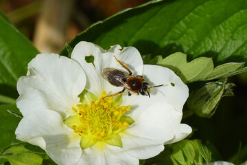 Close up female Early Mining Bee, Orange-tailed Mining Bee, Andrena haemorrhoa, family Andrenidae. On a flower of strawberry (Fragaria), family Rosaceae. Spring in a Dutch garden. May, Netherlands.