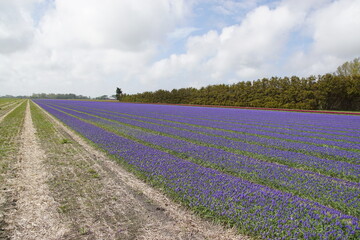 Fototapeta na wymiar Dutch fields with grape hyacinth (Muscari botryoides) family Asparagaceae near the village of Bergen in spring. Netherlands, May